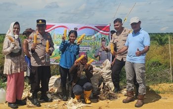 Dukung Ketahanan Pangan, Polsek Tualang Bersama Perusahaan Panen Jagung Pipil di PT SIR Sei Lukut