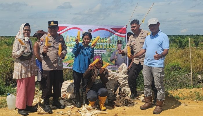 Dukung Ketahanan Pangan, Polsek Tualang Bersama Perusahaan Panen Jagung Pipil di PT SIR Sei Lukut