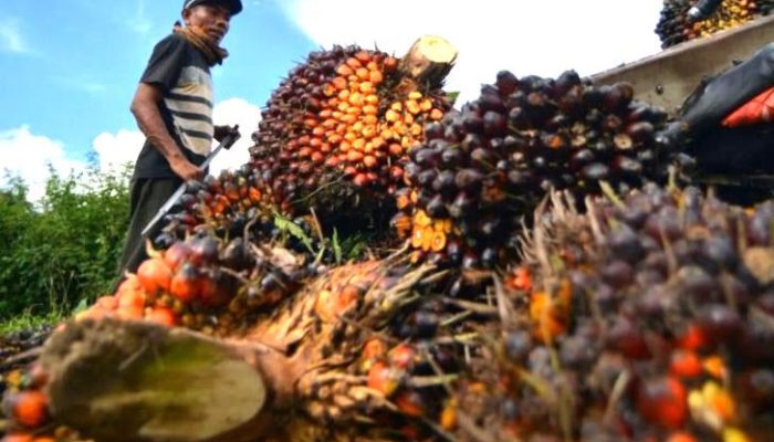 Disnakbun Rohul Temukan 10 PKS Tak Konsisten Kirim Laporan Harga