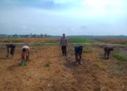 Polisi Sahabat Petani, Bhabinkamtibmas Tualang Turun ke Lahan Tanam Jagung 2 Hektare di PT.SIR