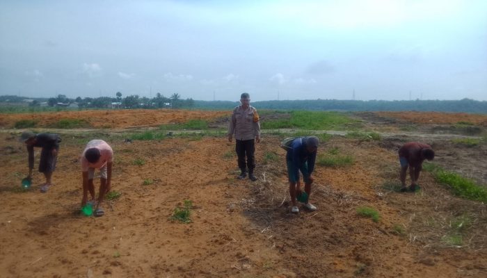 Polisi Sahabat Petani, Bhabinkamtibmas Tualang Turun ke Lahan Tanam Jagung 2 Hektare di PT.SIR