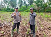 Dukung Asta Cita Ketahanan Pangan, Polsek Kuindra Tinjau Lahan Jagung Hibrida di Tanjung Lajau