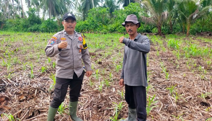 Dukung Asta Cita Ketahanan Pangan, Polsek Kuindra Tinjau Lahan Jagung Hibrida di Tanjung Lajau