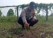 Bhabinkamtibmas Polsek Kuindra Pantau Progres Tanaman Jagung di Desa Tanjung Melayu