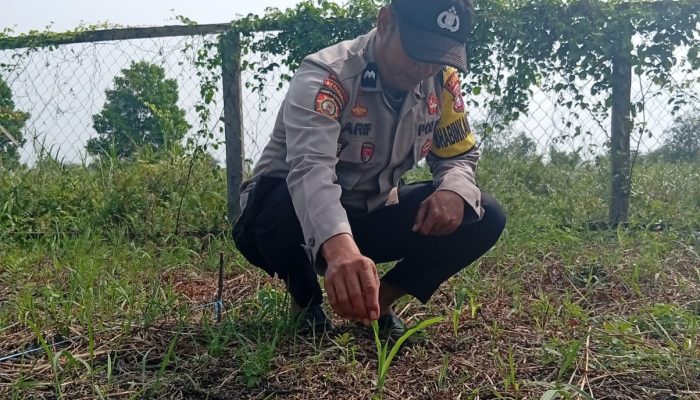 Bhabinkamtibmas Polsek Kuindra Pantau Progres Tanaman Jagung di Desa Tanjung Melayu