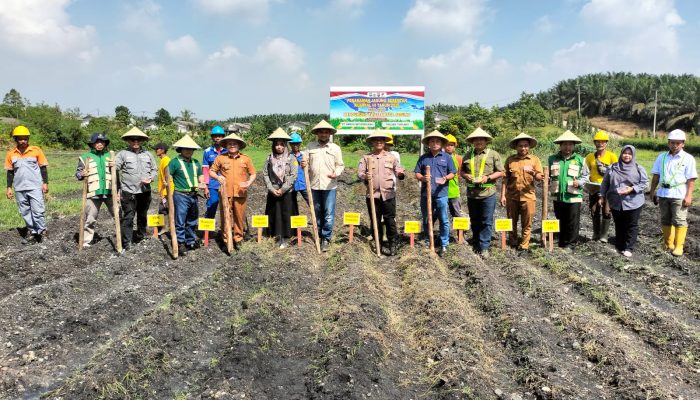 Polsek tualang gandeng PT. AIP Dukung Ketahanan pangan tanami 2Ha jagung pipil