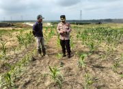 Kapolsek Tualang Cek Pertumbuhan Jagung di PT SIR, Pastikan Program Ketahanan Pangan Berjalan Optimal