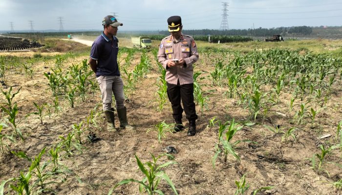 Kapolsek Tualang Cek Pertumbuhan Jagung di PT SIR, Pastikan Program Ketahanan Pangan Berjalan Optimal