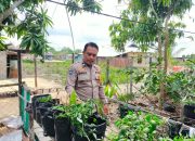 Polsek Kuala Indragiri Cek Rutin Tanaman Cabai di Tanjung Lajau Guna Dukung Ketahanan Pangan