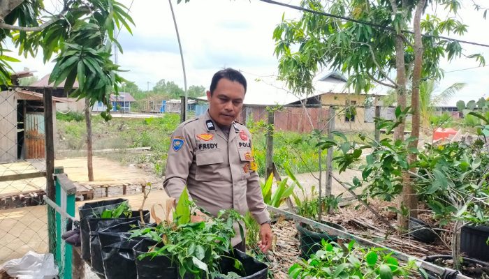 Polsek Kuala Indragiri Cek Rutin Tanaman Cabai di Tanjung Lajau Guna Dukung Ketahanan Pangan