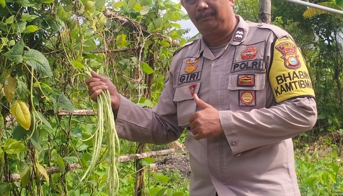 Bhabinkamtibmas Polsek Kuindra Pantau Progres Tanaman Kacang Panjang di Desa Sungai Buluh