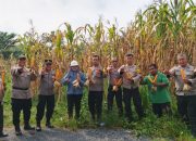 Polsek Tualang Dampingi Panen Jagung di PT Perawang Agro Sejahtera, Dukung Ketahanan Pangan Nasional