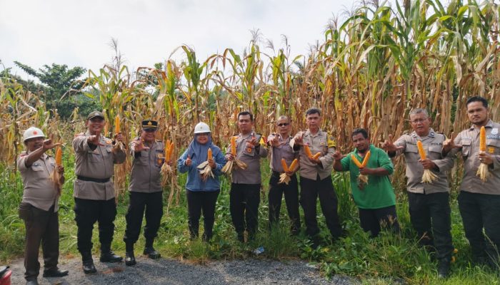 Polsek Tualang Dampingi Panen Jagung di PT Perawang Agro Sejahtera, Dukung Ketahanan Pangan Nasional