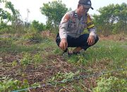 Polsek Kuindra Pantau Progres Perkebunan Jagung Program Ketahanan Pangan di Desa Tanjung Melayu