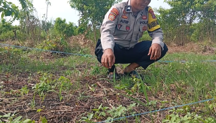 Polsek Kuindra Pantau Progres Perkebunan Jagung Program Ketahanan Pangan di Desa Tanjung Melayu