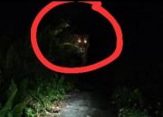 Teror Kemunculan Harimau, Kondisi Desa Danai Inhil Mendadak Mencekam, Sekolah di Liburkan