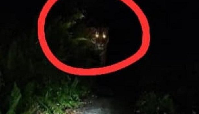 Teror Kemunculan Harimau, Kondisi Desa Danai Inhil Mendadak Mencekam, Sekolah di Liburkan