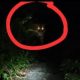Teror Kemunculan Harimau, Kondisi Desa Danai Inhil Mendadak Mencekam, Sekolah di Liburkan