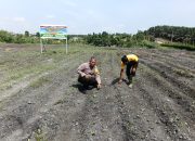 Bhabinkamtibmas Polsek Tualang Cek Pertumbuhan Jagung dan Monitoring Penanaman Bibit Jagung Kuartal III di PT AIP