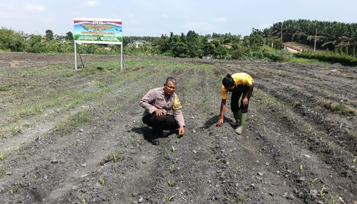 Bhabinkamtibmas Polsek Tualang Cek Pertumbuhan Jagung dan Monitoring Penanaman Bibit Jagung Kuartal III di PT AIP