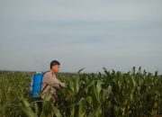 Dukung Swasembada Pangan, Bhabinkamtibmas Polsek Tualang Rawat Jagung Pipil di Lahan PT SIR Lewat Penyemprotan Pupuk