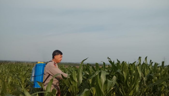 Dukung Swasembada Pangan, Bhabinkamtibmas Polsek Tualang Rawat Jagung Pipil di Lahan PT SIR Lewat Penyemprotan Pupuk