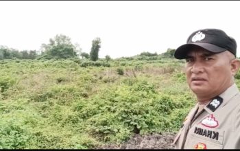Polsek Kuindra Pantau Perkembangan Tanaman Jagung Program Ketahanan Pangan di Sapat