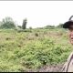 Polsek Kuindra Pantau Perkembangan Tanaman Jagung Program Ketahanan Pangan di Sapat