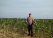 Jaga Kualitas Jagung Pipil, Aipda Azwan Har Dampingi Petani Semprot Pupuk di Lahan PT SIR Dukung Ketahanan Pangan*