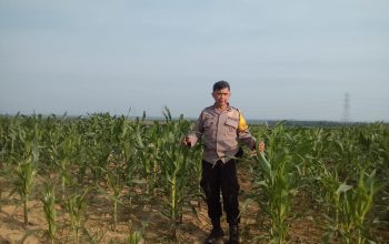 Jaga Kualitas Jagung Pipil, Aipda Azwan Har Dampingi Petani Semprot Pupuk di Lahan PT SIR Dukung Ketahanan Pangan*
