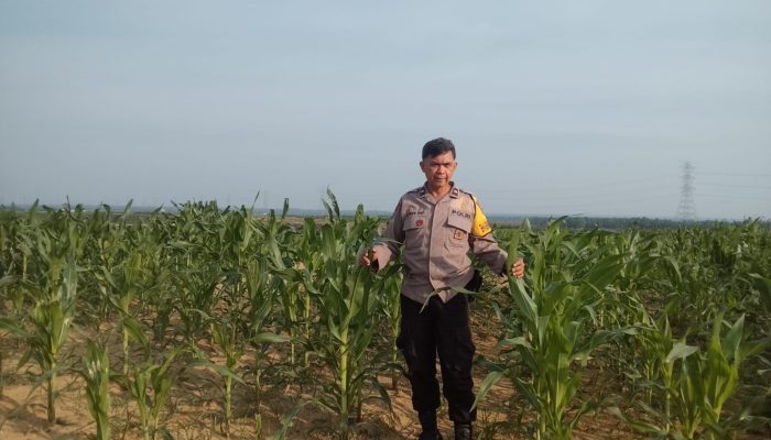 Jaga Kualitas Jagung Pipil, Aipda Azwan Har Dampingi Petani Semprot Pupuk di Lahan PT SIR Dukung Ketahanan Pangan*