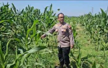 Kapolsek Tualang Cek Jagung Pipil di PT SIR, Pastikan Pertumbuhan Maksimal Dukung Ketahanan Pangan
