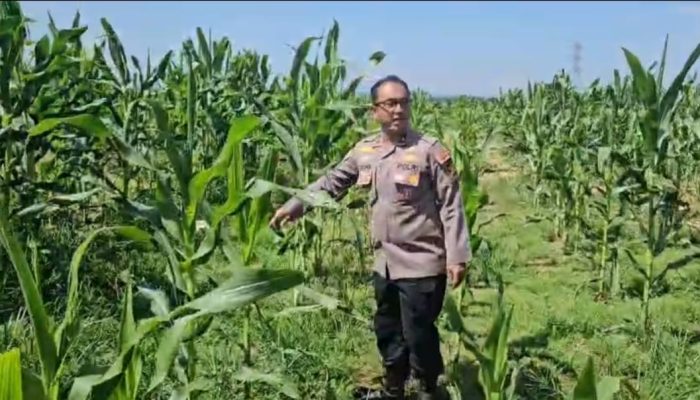 Kapolsek Tualang Cek Jagung Pipil di PT SIR, Pastikan Pertumbuhan Maksimal Dukung Ketahanan Pangan