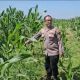 Kapolsek Tualang Cek Jagung Pipil di PT SIR, Pastikan Pertumbuhan Maksimal Dukung Ketahanan Pangan