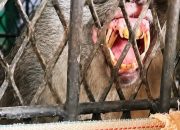 Satu Ekor Monyet Berhasil Dijebak di Tembilahan, BBKSDA Riau Lakukan Identifikasi