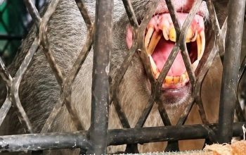 Satu Ekor Monyet Berhasil Dijebak di Tembilahan, BBKSDA Riau Lakukan Identifikasi