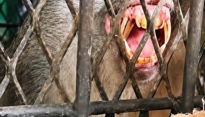 Satu Ekor Monyet Berhasil Dijebak di Tembilahan, BBKSDA Riau Lakukan Identifikasi