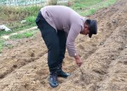 Panas Terik Tak Halangi Polisi dan Petani Tanam Jagung di Ponpes Abu Huroiroh, Dukung Swasembada Pangan