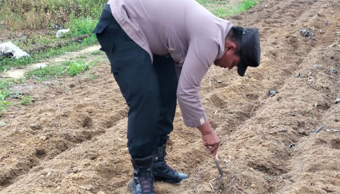 Panas Terik Tak Halangi Polisi dan Petani Tanam Jagung di Ponpes Abu Huroiroh, Dukung Swasembada Pangan