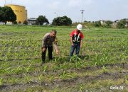 Usia 21 Hari, Jagung di Lahan PT AIP Tualang Tumbuh hingga 20 Cm, Polsek Turun Cek Dalam Rangka Ketahanan Pangan