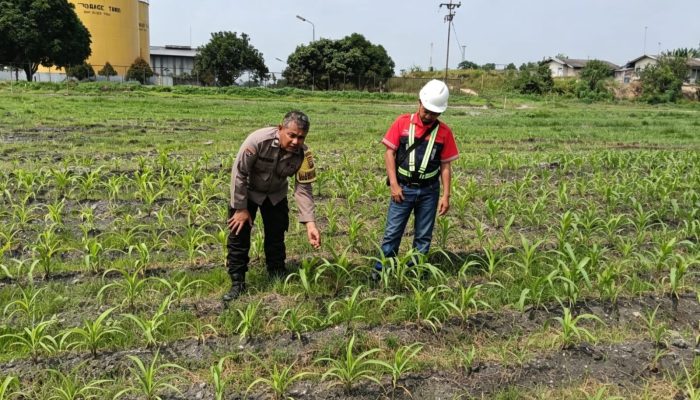 Usia 21 Hari, Jagung di Lahan PT AIP Tualang Tumbuh hingga 20 Cm, Polsek Turun Cek Dalam Rangka Ketahanan Pangan