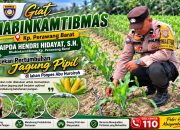 Jaga Ketahanan Pangan, Bhabinkamtibmas Pantau Jagung Pipil Usia 30 Hari di Ponpes Abu Huroiroh