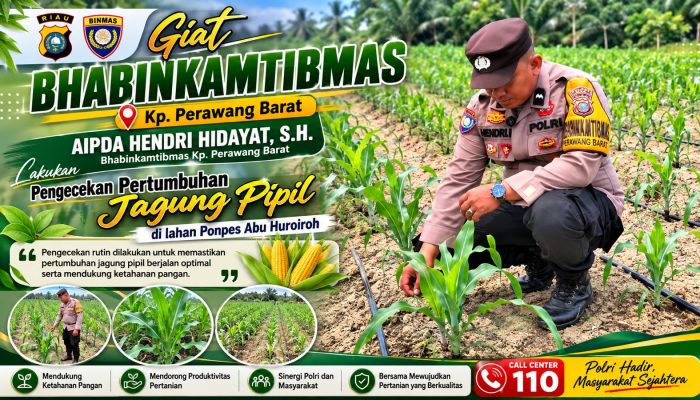 Jaga Ketahanan Pangan, Bhabinkamtibmas Pantau Jagung Pipil Usia 30 Hari di Ponpes Abu Huroiroh