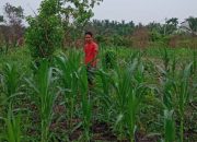 Polsek Kuindra Pantau Perkembangan Tanaman Jagung Ketahanan Pangan di Desa Tanjung Melayu