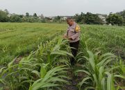 Pertumbuhan Jagung Pipil Merata, Bhabinkamtibmas Tualang Timur Cek Ketahanan Pangan di Lahan PT AIP