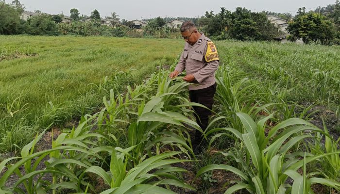 Pertumbuhan Jagung Pipil Merata, Bhabinkamtibmas Tualang Timur Cek Ketahanan Pangan di Lahan PT AIP