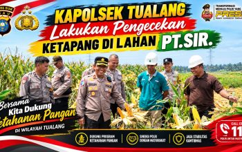Jelang Panen, Kapolsek Tualang Cek Kesiapan Ketahanan Pangan Jagung di Lahan PT SIR