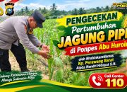 Pastikan Pertumbuhan Optimal, Bhabinkamtibmas Polsek Tualang Cek Tanaman Jagung Pipil Usia 30 Hari