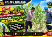Ketahanan Pangan. Pertumbuhan Jagung Pipil Merata di PT.SIR, Kapolsek Tualang Pastikan Kesiapan Menuju Panen