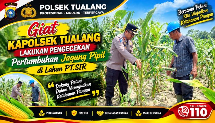 Ketahanan Pangan. Pertumbuhan Jagung Pipil Merata di PT.SIR, Kapolsek Tualang Pastikan Kesiapan Menuju Panen